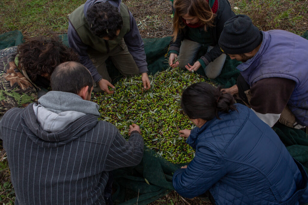 persone che puliscono le olive dalle foglie