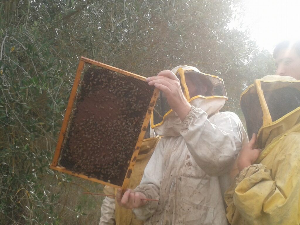 apicoltori che visitano le arnie